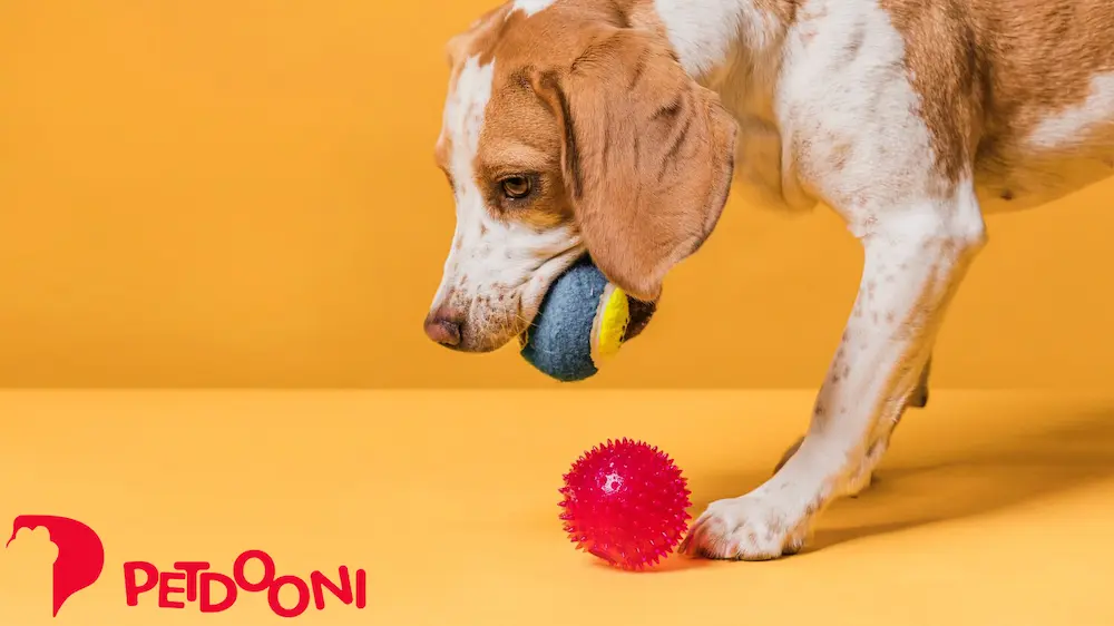 راهنمای کامل خرید بهترین توپ بازی سگ برای نژادهای مختلف | ایمنی، جنس و اندازه مناسب در پت شاپ آنلاین پت دونی 1404